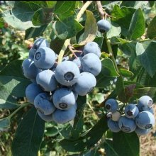 Blueberry Tifblue RE Picture of Blueberry Tifblue RE (648)