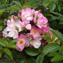 Blush Rambler Clg-Rose Picture of Blush Rambler Clg-Rose (30035)