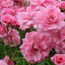 Bonica-Rose Picture of Bonica-Rose (9378)