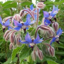 Borago Officinalis Picture of Borago Officinalis (8970)
