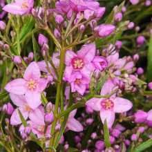 Boronia Denticulata Picture of Boronia Denticulata (10072)