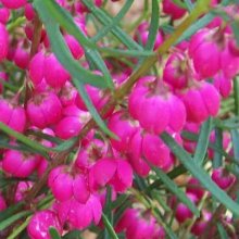 Boronia Heterophylla Picture of Boronia Heterophylla (656)