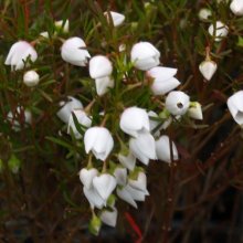Boronia Ice Charlotte Picture of Boronia Ice Charlotte (6873)