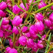 Boronia Lipstick Picture of Boronia Lipstick (12034)
