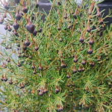 Boronia Megastigma Picture of Boronia Megastigma (6028)
