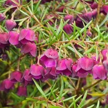 Boronia Purple Jared Picture of Boronia Purple Jared (7563)