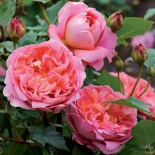 Boscobel Std 80cm-Rose Picture of Boscobel Std 80cm-Rose (10974)