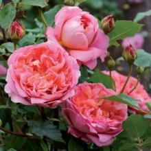 Boscobel-Rose Picture of Boscobel-Rose (10799)