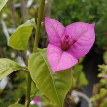 Bougainvillea Mary Palmer Picture of Bougainvillea Mary Palmer (28534)