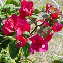 Bougainvillea Scarlet O Hara Picture of Bougainvillea Scarlet O Hara (658)