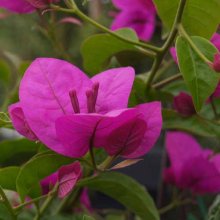 Bougainvillea Magnifica Traillii Picture of Bougainvillea Magnifica Traillii (6014)