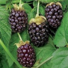 Picture of Boysenberry Brulee (11966)