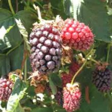 Picture of Boysenberry Mapua (6683)