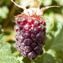 Picture of Boysenberry Tasman (664)