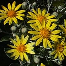 Brachyglottis Greyii Sunshine Picture of Brachyglottis Greyii Sunshine (667)