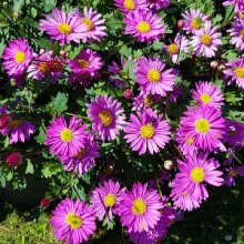 Picture of Brachyscome Brasco Candy (11661)