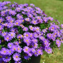 Picture of Brachyscome Brasco Purple (12026)