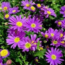 Picture of Brachyscome Brasco Violet (11679)