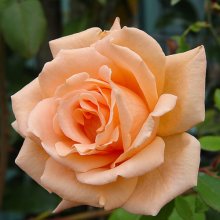 Picture of Breath Of Life Clg-Rose (675)