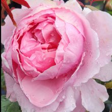 Brother Cadfael Std 80cm-Rose Picture of Brother Cadfael Std 80cm-Rose (30136)