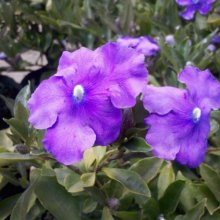 Brunfelsia Calycina Picture of Brunfelsia Calycina (30865)