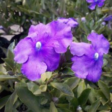 Brunfelsia Eximea Picture of Brunfelsia Eximea (683)