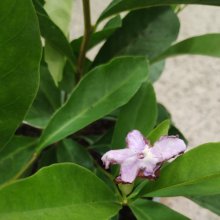 Brunfelsia Summer Sensation Picture of Brunfelsia Summer Sensation (31102)