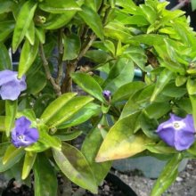 Brunfelsia Tiny Dancer Picture of Brunfelsia Tiny Dancer (10150)