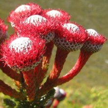 Brunia Ruby Red Picture of Brunia Ruby Red (10995)
