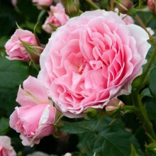 Picture of Bubblegum Clg-Rose (30198)
