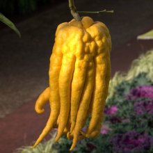 Picture of Orange Buddhas Hand (685)