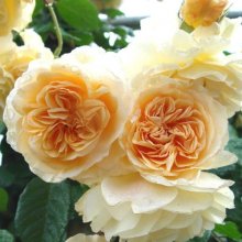 Buff Beauty Clg-Rose Picture of Buff Beauty Clg-Rose (687)