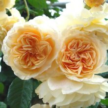 Buff Beauty Std 80cm-Rose Picture of Buff Beauty Std 80cm-Rose (11417)