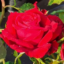 Bulls Red-Rose Picture of Bulls Red-Rose (691)