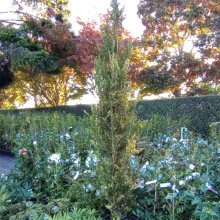 Picture of Buxus Fastigiata (29612)
