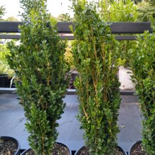 Picture of Buxus Graham Blandy (700)