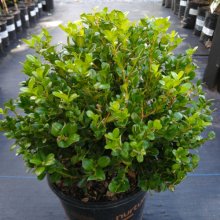 Picture of Buxus Green Gem Balls (702)