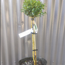 Buxus Green Gem Std 70cm Picture of Buxus Green Gem Std 70cm (703)