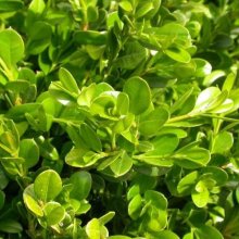 Picture of Buxus Green Gem (701)