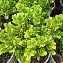 Picture of Buxus Harlandii Richard (30446)