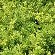 Picture of Buxus Koreana (710)