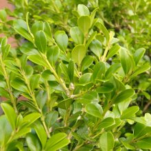 Picture of Buxus Macrophylla (706)
