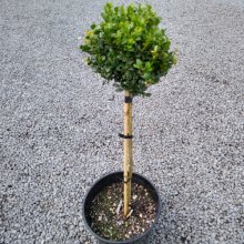 Buxus Sempervirens 1 Ball Std Picture of Buxus Sempervirens 1 Ball Std (715)
