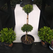 Buxus Sempervirens 2 Ball Std Picture of Buxus Sempervirens 2 Ball Std (716)