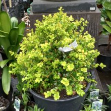 Picture of Buxus Microphylla Topiary Balls (28949)