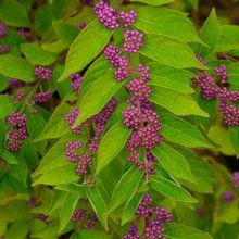 Picture of Callicarpa Dichotoma (728)