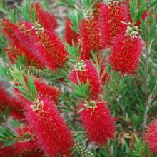 Callistemon Betka Beauty Picture of Callistemon Betka Beauty (10912)