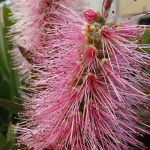 Callistemon Candy Floss Picture of Callistemon Candy Floss (29710)