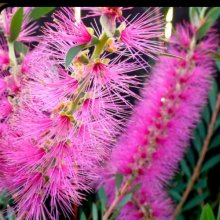 Callistemon Citrinus Violet Picture of Callistemon Citrinus Violet (9255)