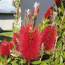 Callistemon Citrinus Picture of Callistemon Citrinus (29875)